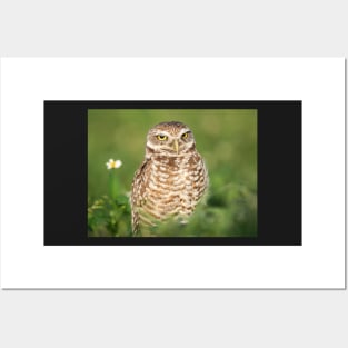 Burrowing Owl Posters and Art